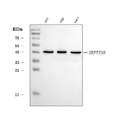 Anti-SEPT5/SEPTIN5 Antibody Picoband® Boster Bio