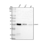 Anti-GIMAP1 Antibody Picoband® Boster Bio