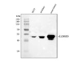 Anti-LDHD Antibody Picoband® Boster Bio