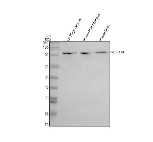 Anti-SLC7A14 Antibody Picoband® Boster Bio