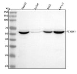 Anti-PCYOX1 Antibody Picoband® Boster Bio