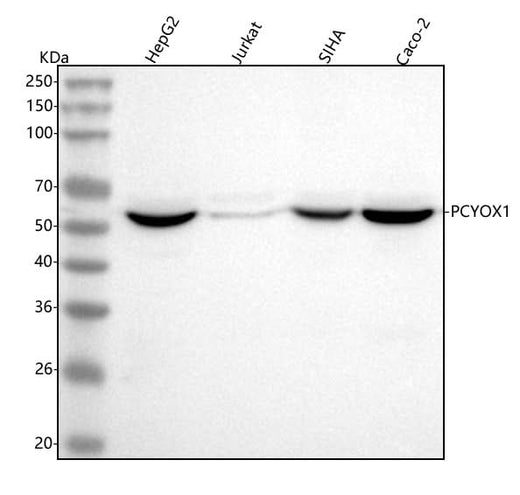 Anti-PCYOX1 Antibody Picoband® Boster Bio