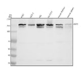 Anti-KIAA0182/GSE1 Antibody Picoband® Boster Bio