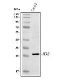 Anti-IDI2 Antibody Picoband® Boster Bio