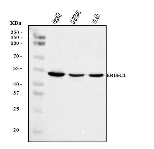 Anti-ERLEC1 Antibody Picoband® Boster Bio
