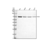 Anti-PUF-A/KIAA0020/PUM3 Antibody Picoband® Boster Bio