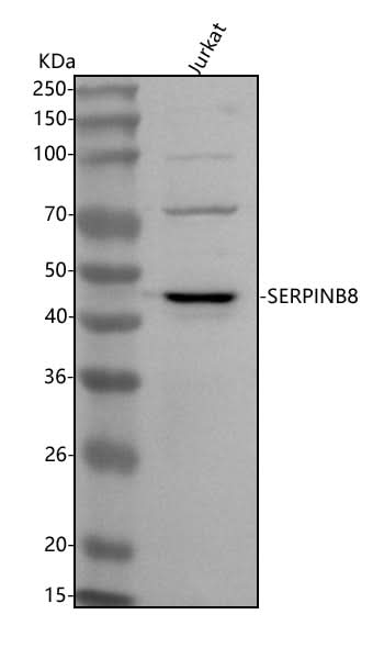 Anti-SERPINB8 Antibody Picoband® Boster Bio