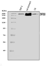 Anti-ZNF318 Antibody Picoband® Boster Bio