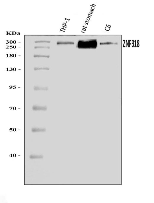 Anti-ZNF318 Antibody Picoband® Boster Bio
