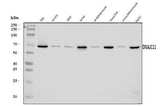 Anti-DNAJC11 Antibody Picoband® Boster Bio