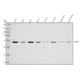 Anti-PSMB3 Antibody Picoband® Boster Bio