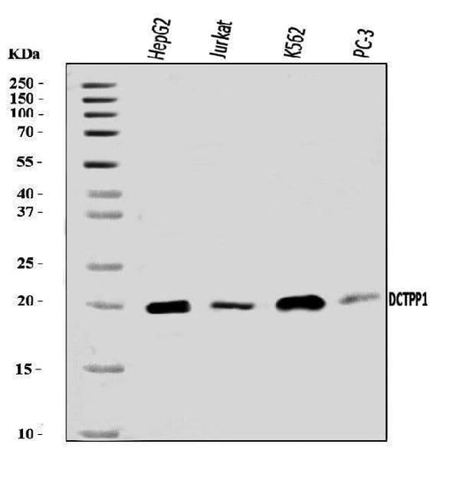 Anti-XTP3TPA/DCTPP1 Antibody Picoband® Boster Bio