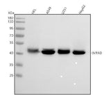 Anti-BPNT2 Antibody Picoband® Boster Bio