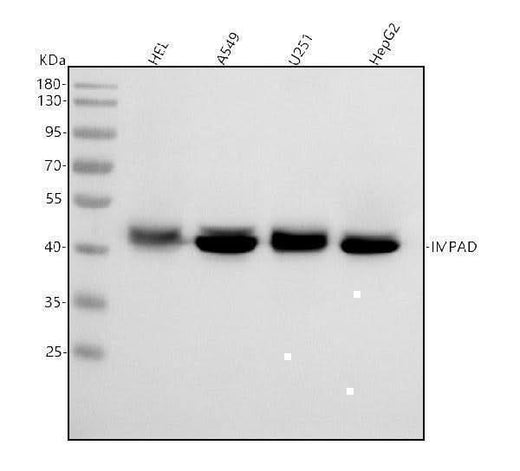 Anti-BPNT2 Antibody Picoband® Boster Bio