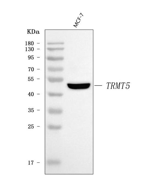 Anti-TRMT5 Antibody Picoband® Boster Bio