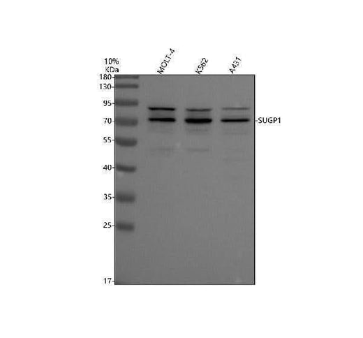 Anti-SUGP1 Antibody Picoband® Boster Bio