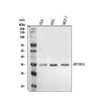 Anti-METRNL Antibody Picoband® Boster Bio