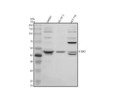 Anti-TFDP3 Antibody Picoband® Boster Bio