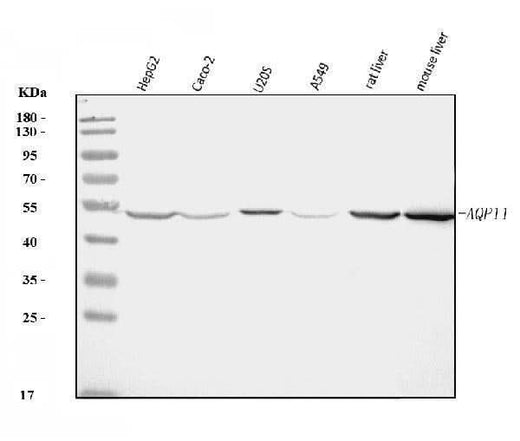 Anti-AQP11 Antibody Picoband® Boster Bio