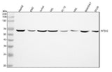 Anti-INTS12 Antibody Picoband® Boster Bio