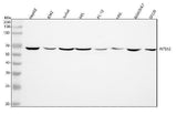 Anti-INTS12 Antibody Picoband® Boster Bio