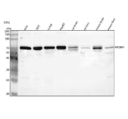 Anti-IRF2BP1 Antibody Picoband® Boster Bio