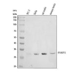 Anti-PARP11 Antibody Picoband® Boster Bio