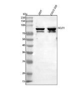 Anti-SCLT1 Antibody Picoband® Boster Bio