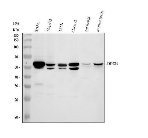 Anti-DDX19A/B Antibody Picoband® Boster Bio
