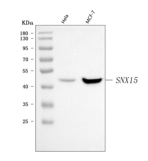 Anti-SNX15 Antibody Picoband® Boster Bio