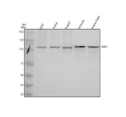 Anti-KIAA0090/EMC1 Antibody Picoband® Boster Bio