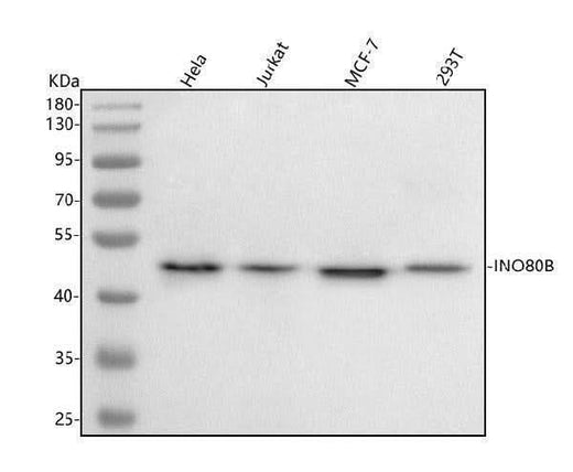 Anti-INO80B Antibody Picoband® Boster Bio