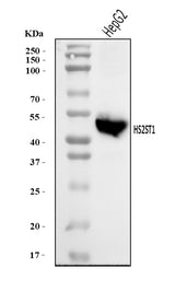 Anti-HS2ST1 Antibody Picoband® Boster Bio