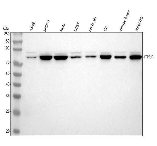 Anti-ITPRIP Antibody Picoband® Boster Bio