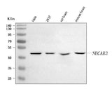 Anti-NECAB3 Antibody Picoband® Boster Bio