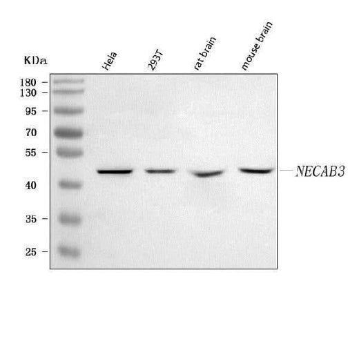Anti-NECAB3 Antibody Picoband® Boster Bio