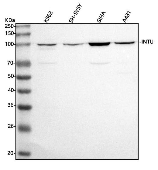 Anti-INTU Antibody Picoband® Boster Bio