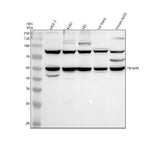 Anti-TRIM44 Antibody Picoband® Boster Bio