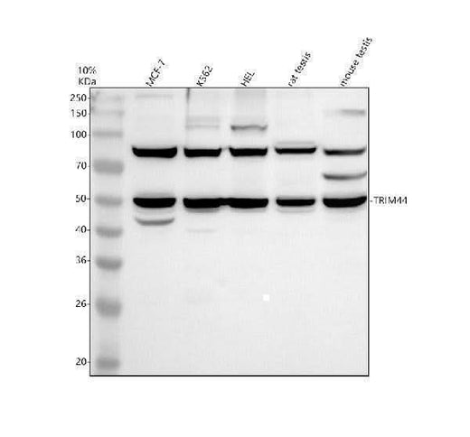 Anti-TRIM44 Antibody Picoband® Boster Bio