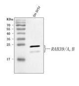 Anti-RAB39A/B Antibody Picoband® Boster Bio