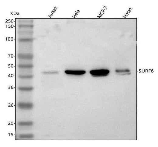 Anti-SURF6 Antibody Picoband® Boster Bio