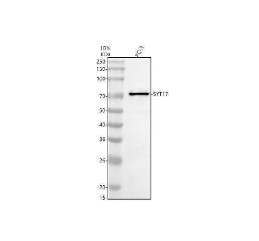Anti-SYT17 Antibody Picoband® Boster Bio
