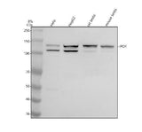 Anti-IPO4 Antibody Picoband® Boster Bio
