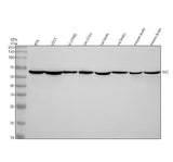 Anti-GK2 Antibody Picoband® Boster Bio