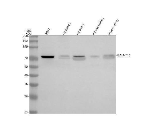 Anti-GALNT15 Antibody Picoband® Boster Bio