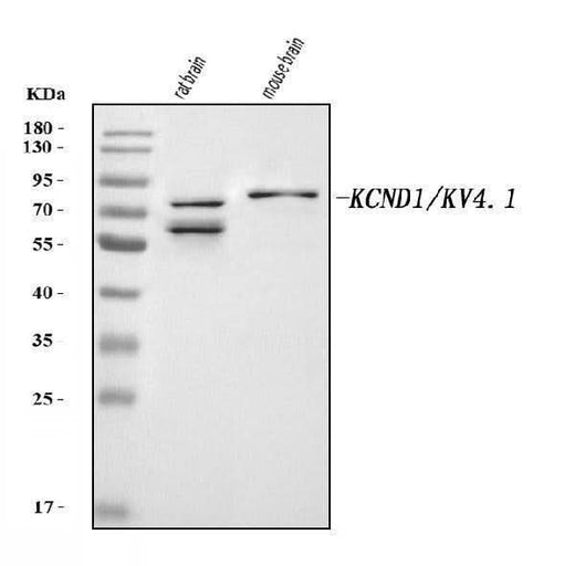 Anti-KCND1 Antibody Picoband® Boster Bio