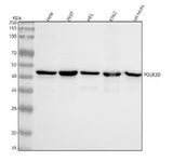 Anti-POLR3D Antibody Picoband® Boster Bio