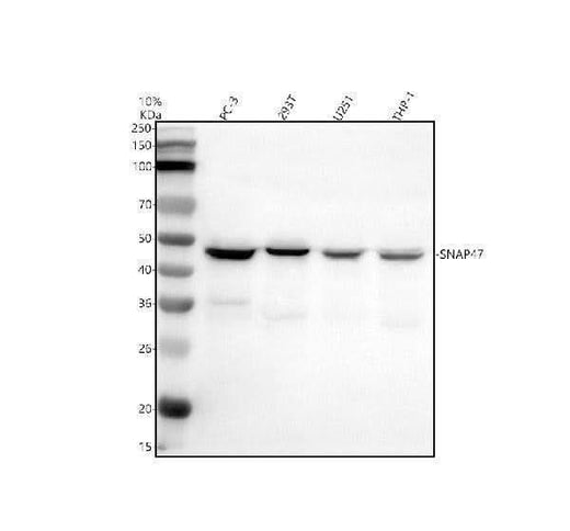 Anti-SNAP47 Antibody Picoband® Boster Bio