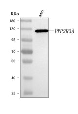 Anti-PPP2R3A Antibody Picoband® Boster Bio