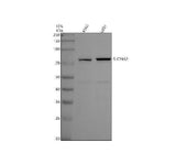 Anti-SLC24A2 Antibody Picoband® Boster Bio